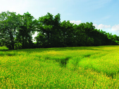 States Set Clean Energy Goals Image